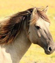Best fly control for horses