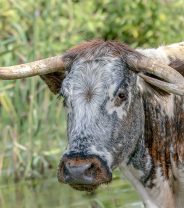 Agricultural Shows and the Conservation of Rare Breeds of Livestock