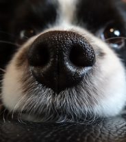 What is aspergillosis in dogs, and can it be treated?