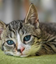 My cat’s just not eating, so why does my vet want to refer them?