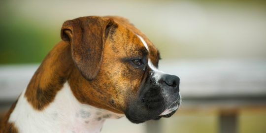 Boxer