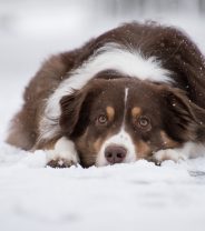 Can dogs have fleas in Winter - and should they be treated all year round ?