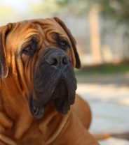 What is a Boerboel and do they make good pets?