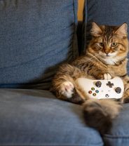 Do indoor cats really need pet insurance? 