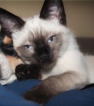 Prebiotics or probiotics for dogs and cats - which are better for your pet?