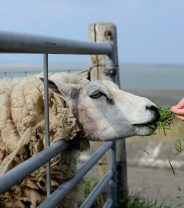 Smallholder Summer Update: Trace Element Supplementation at Grass 