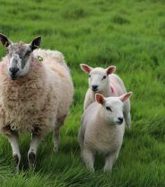 Using Worm Egg Counts on the Smallholding