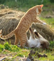 Infected cat wounds - everything you need to know