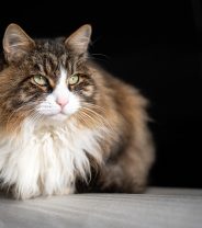 Lung cancer in cats - can they get it and what are the symptoms?