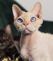 Are Devon Rex cats healthy pets?