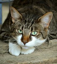 Hypertrophic cardiomyopathy in cats - everything you need to know about this common killer