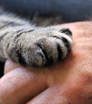 Why does my cat tap me with their paw?