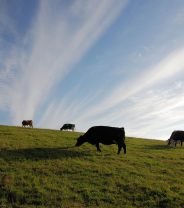 Control of Liver Fluke on Smallholdings and Farms 