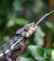 All about the amazing chameleon tongue