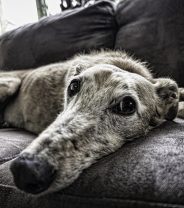 Assessing quality of life for older dogs