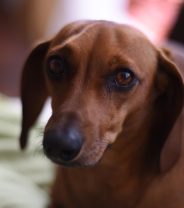 Intervertebral disc disease in dogs - causes, treatment, and surgery