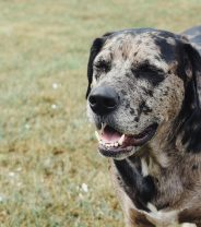 What is a Catahoula and do they make good pets?