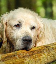 Dog euthanasia costs - why is it so expensive and how can prices vary so much?