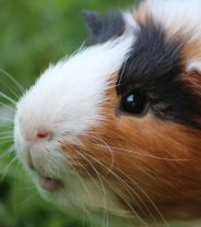 New study suggests guinea pig pelvis DOESN'T fuse - what does this mean for breeding young sows?