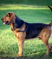 Does a bloodhound make a good pet?