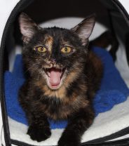 Why a cat who's short of breath is an emergency