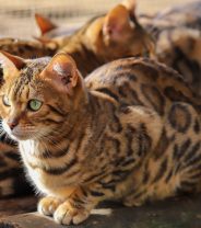 Rise in pedigree cat popularity
