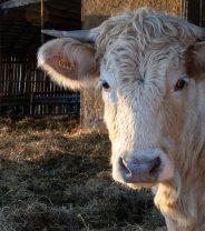 Australian Livestock - Farm Animal Sales: What You Need to Know About Prices & Market Trends