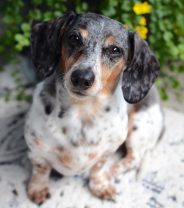 Why does my dog have spots? All about pustules