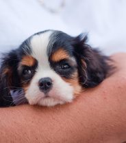 Is there any insurance that covers inherited or congenital problems in dogs?