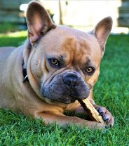 Public urged to watch out for dangerous dog chews