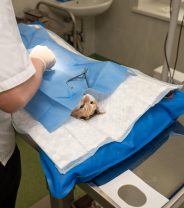 Why might your cat need a urethrostomy?