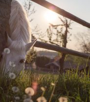 How to manage an outbreak of ringworm in horses