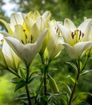 Lilies - 52% of owners still aren't aware that lilies are toxic to cats