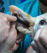 All about TECA surgery in dogs