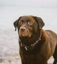 Helping Dogs Live Comfortably: Understanding and Managing Hip Dysplasia