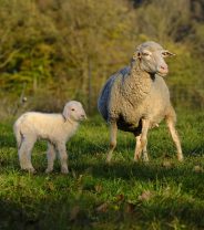 Enzootic Abortion and Toxoplasmosis in Ewes – Control by Vaccination