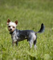 What is a “Luxating Patella” in dogs?