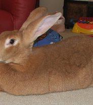 How do I choose what breed of rabbit for a pet? 