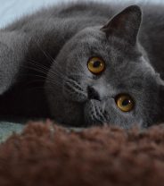 Are British Shorthairs healthy?