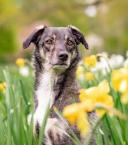 Spring Shout-out for Pets: Common dangers for pet owners as the weather warms
