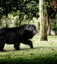 Do Newfoundland dogs make good family pets?