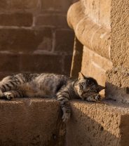 Summer hazards for cats – what should I be looking out for?   