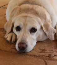 Does age of neutering affect the risk of obesity in dogs? 