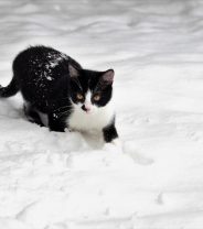 Preparing Cats for Cold Weather 