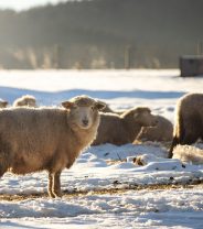 Managing livestock during extremes of UK weather 
