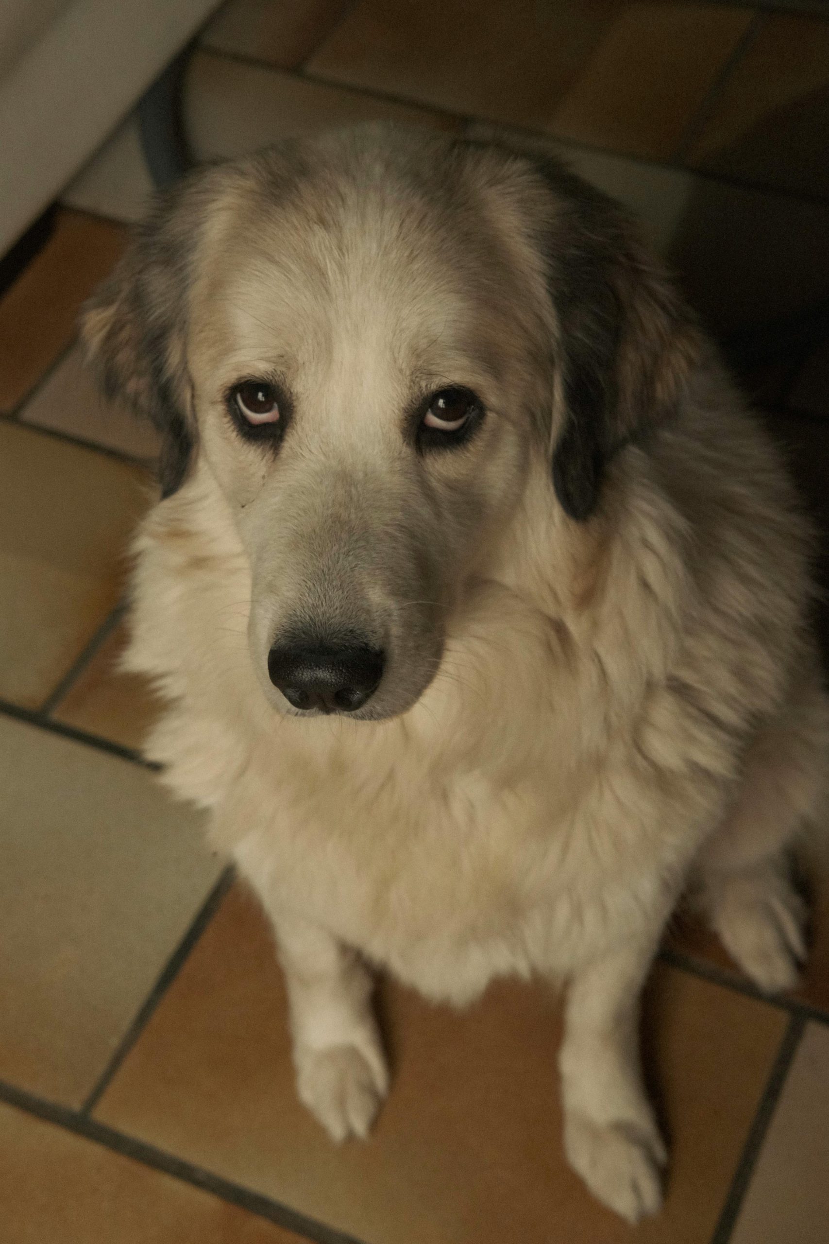Dog looking "guilty" (appeasement behaviour) indoor on tiled floor - credit Mariana Caruntu