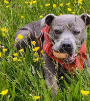 Quality of life in senior pets: The subtle signs of pain and joy we sometimes miss. 