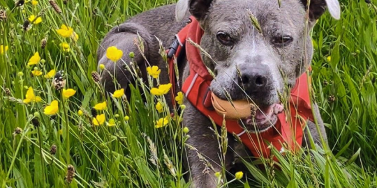 Staffie - credit C Allen