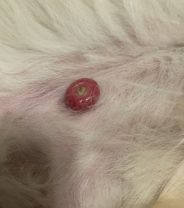 Why Does My Dog Have Inside-Out Warts? 