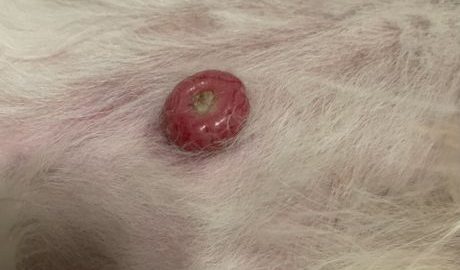 Inverted Papilloma - thanks to megburnette for uploading this image